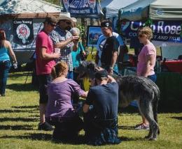 Wolfhounds